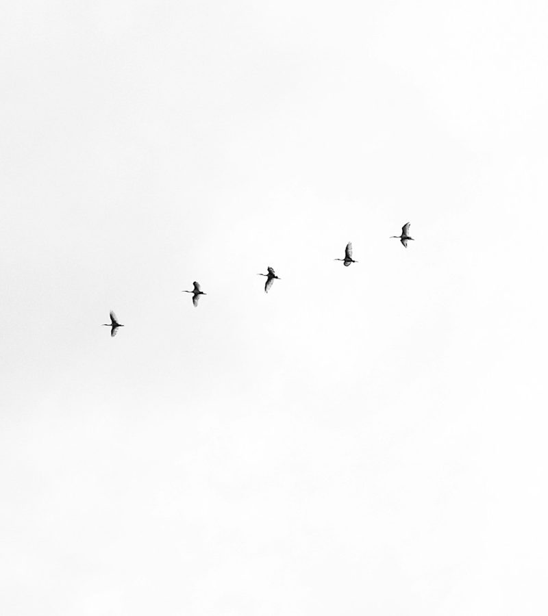 five black bird flying on sky